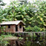 Floresta+ Amazônia vai remunerar famílias de assentamentos com redução no desmatamento - Foto: Divulgação/Incra