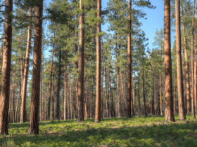 Governo Federal sanciona Lei que exclui a silvicultura do rol de atividades poluidoras