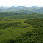Mapa reforça compromisso com o setor florestal brasileiro na conservação do meio ambiente
