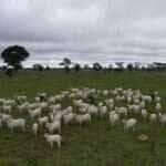 Vacinação envolve bezerras bovinas e bubalinas, entre três a oito meses de idade  - Foto por: Indea