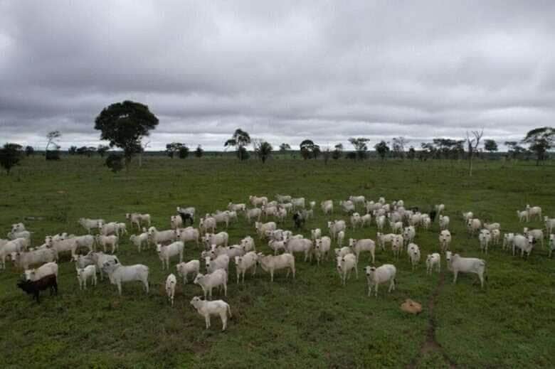 Vacinação envolve bezerras bovinas e bubalinas, entre três a oito meses de idade  - Foto por: Indea