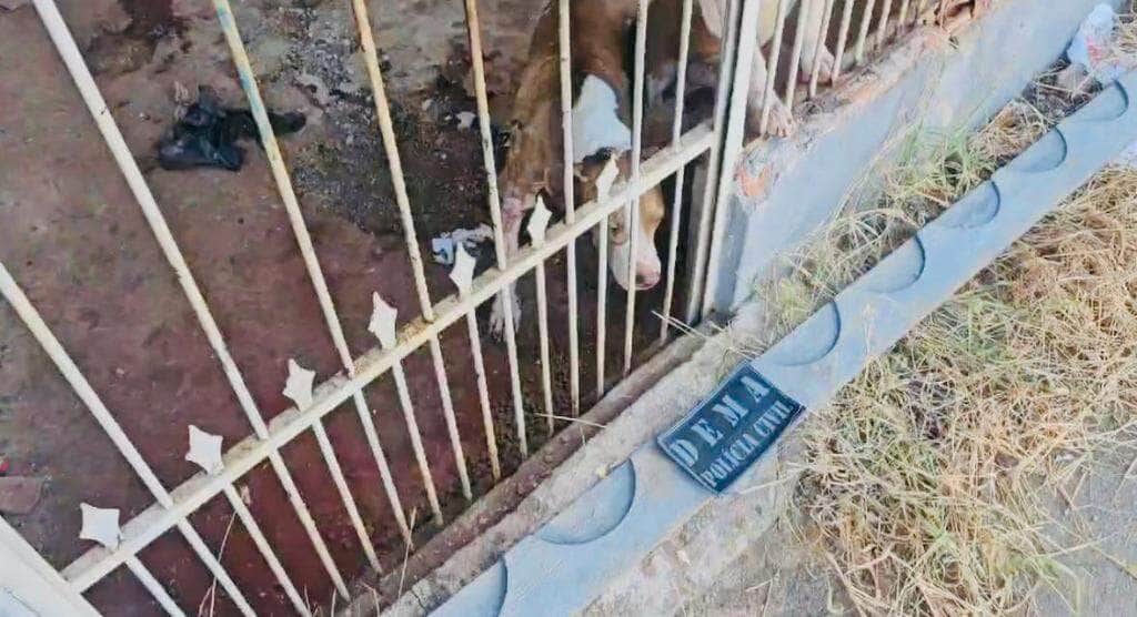 policia civil intensifica repressao a crimes ambientais com 30 operacoes em cinco meses interna 5 2024 06 06 1004239844