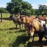 vacas de leite