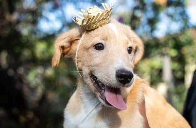Cuiabá realiza primeiro 'arraiá de adoção' de Pets