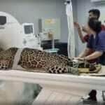 Onça-pintada idosa passa por exames no Hospital Veterinário da Universidade Federal de Mato Grosso