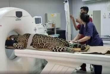 Onça-pintada idosa passa por exames no Hospital Veterinário da Universidade Federal de Mato Grosso