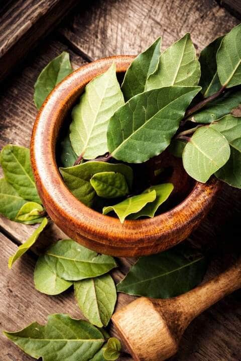 Bay Leaf on a Wooden Surface - Fotos do Canva
