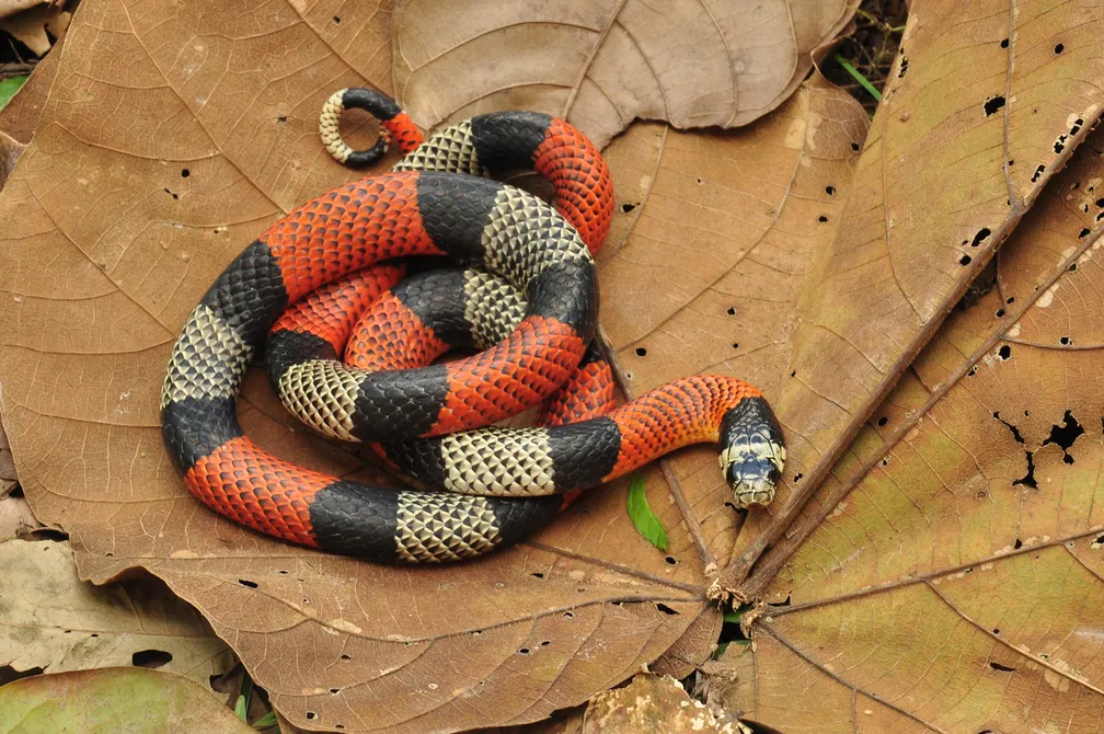 Cobra-coral devora serpente 81 Coral-Verdadeira