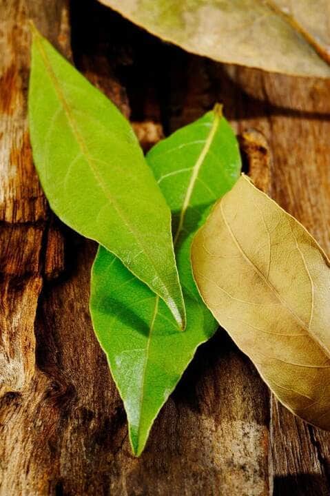 Por Que Queimar uma Folha de Louro à Noite - O Resultado Surpreenderá 90% das Pessoas 85 Dry bay leaf - Fotos do Canva