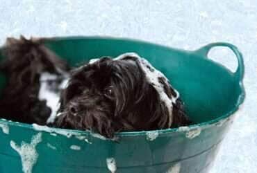 Faça do banho um momento relaxante e prazeroso para os pets