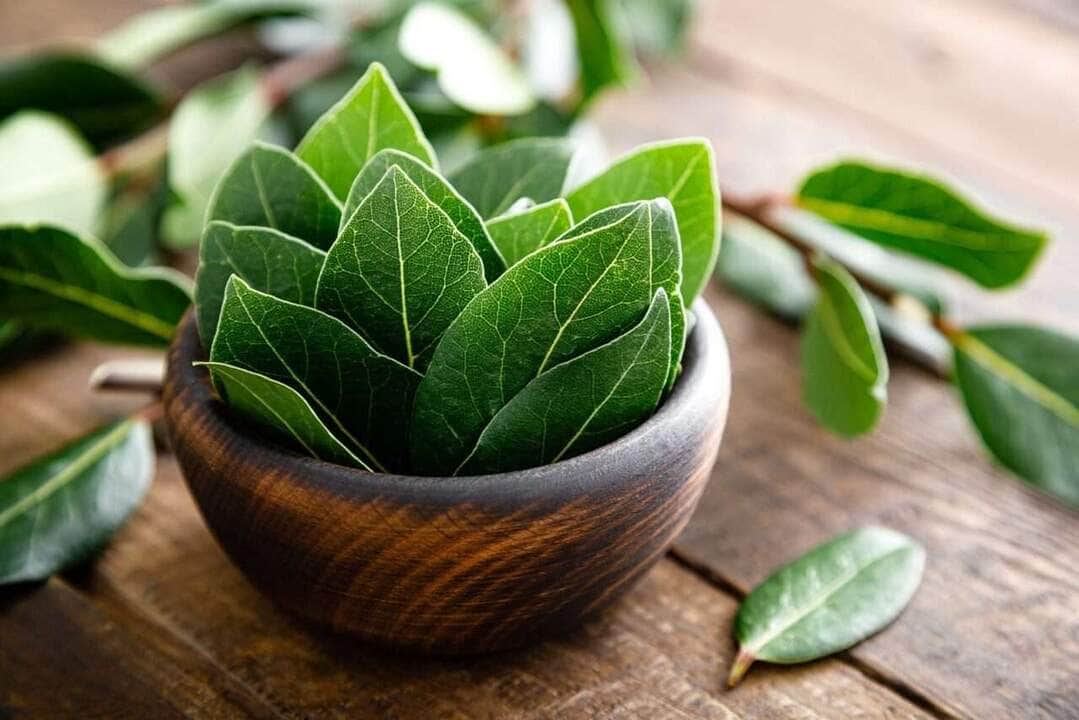 Por Que Queimar uma Folha de Louro à Noite - O Resultado Surpreenderá 90% das Pessoas 81 Green bay leaves on wooden background. Laurel leaf. Bay laurel leaves - Fotos do Canva