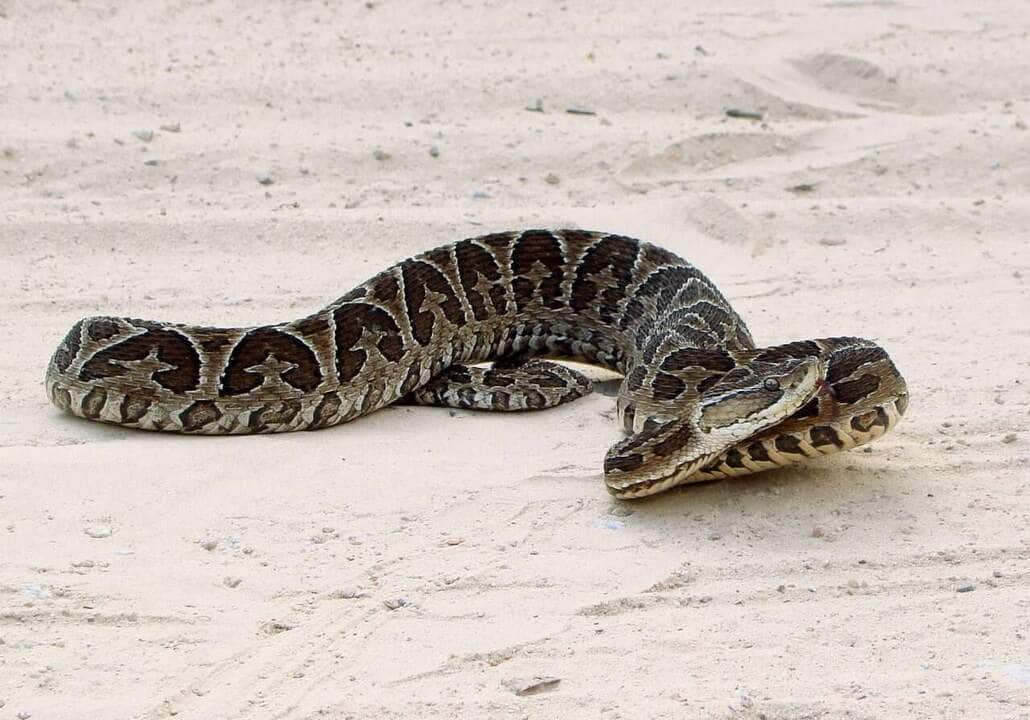 Cobras Venenosas do Brasil: Detalhes curiosos e fatais 81 Jararaca-Cruzeiro