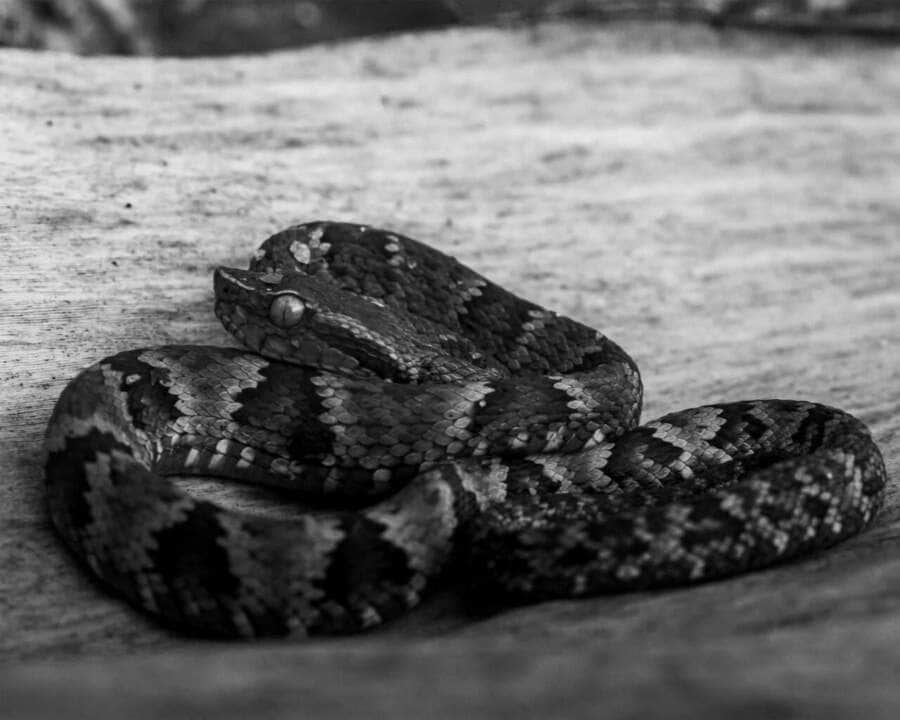 Jararaca-da-Mata Atlântica