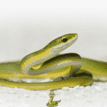 O Ano da Cobra de Madeira Verde o que nos espera em 2025