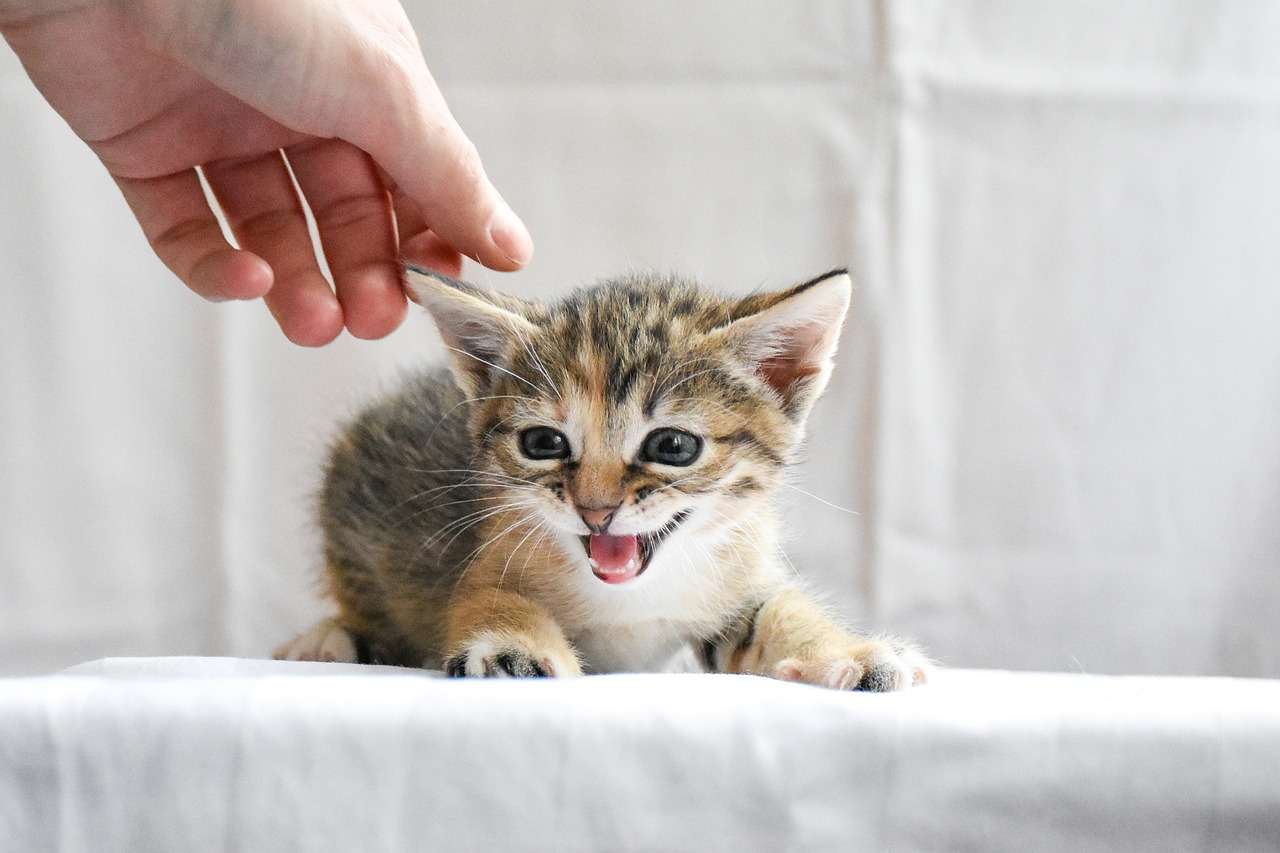 Pets e os benefícios na vida dos idosos 11 Pets e os beneficios na vida dos idosos Atual Pixabay 1
