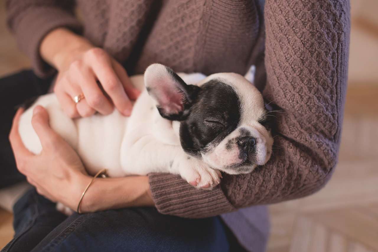 Pets e os benefícios na vida dos idosos 12 Pets e os benefícios na vida dos idosos