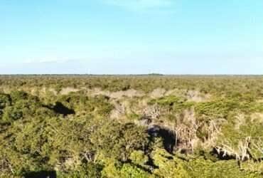Setor produtivo alerta para impactos da mudança no mapa da vegetação em Mato Grosso