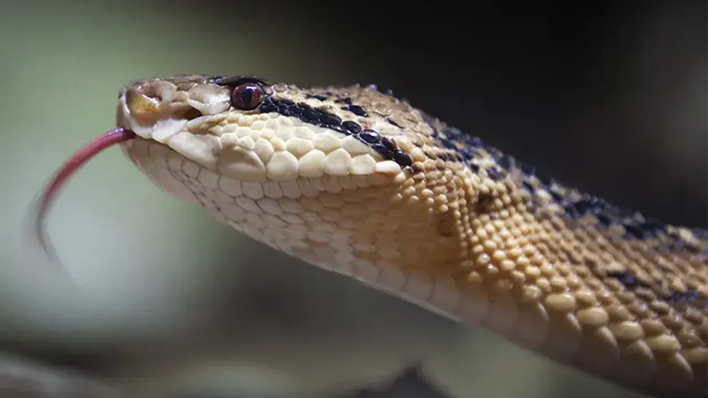 Cobras Venenosas do Brasil: Detalhes curiosos e fatais 83 Surucucu-Pico-de-Jaca