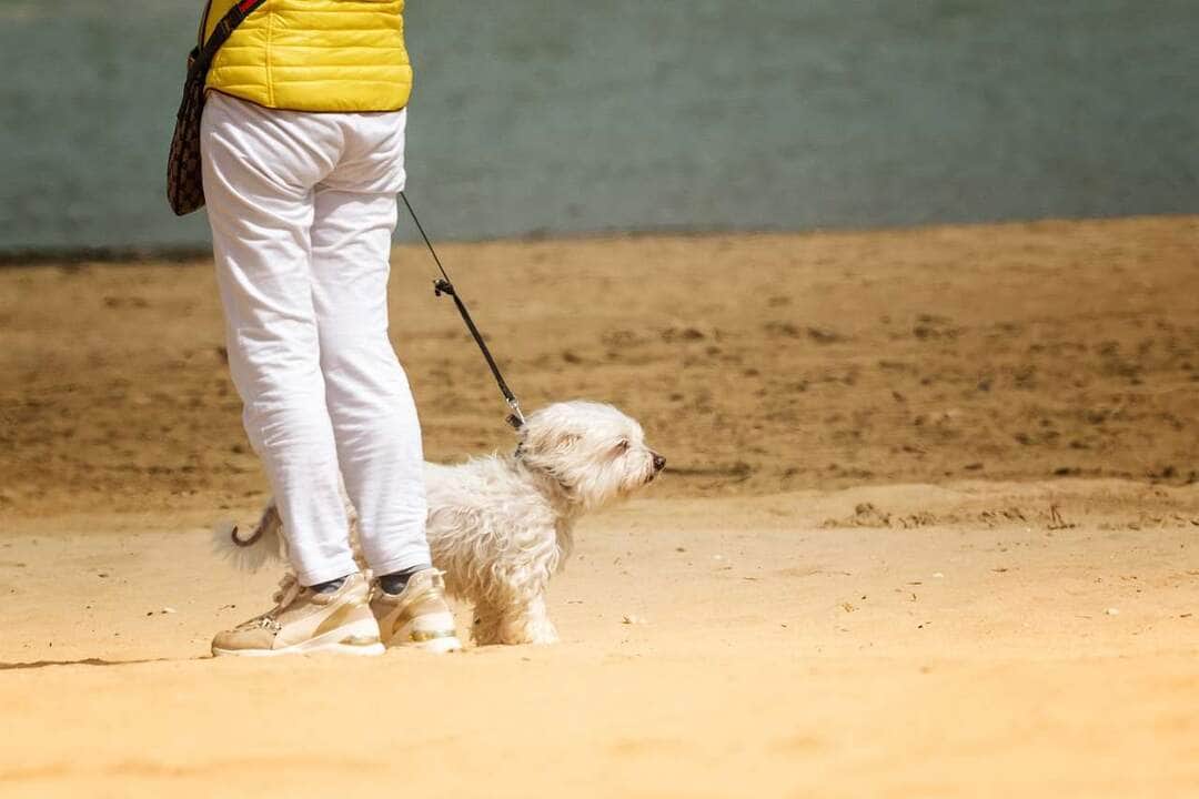 Tutor precisa ter responsabilidade nos passeios com os pets
