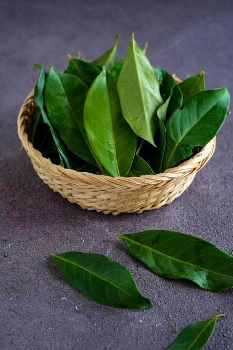 Por Que Queimar uma Folha de Louro à Noite - O Resultado Surpreenderá 90% das Pessoas 83 bay leaf, Indonesian bay leaf - Fotos do Canva1 (1)