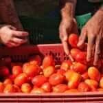 Plano Safra da Agricultura Familiar: R$ 76 bilhões de crédito e juros mais baixos - MDA
