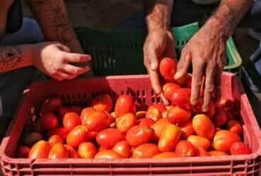 Plano Safra da Agricultura Familiar: R$ 76 bilhões de crédito e juros mais baixos - MDA