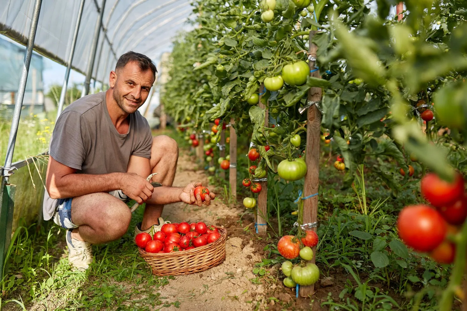 Hortas Comunitárias: Plantando sementes de uma vida mais verde e saudável 13 Agricultor colhendo tomates - Fotos do Canva1