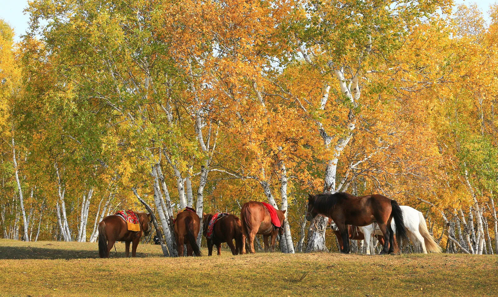 Animais rural - Foto Canva