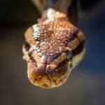 Cobra brasil
