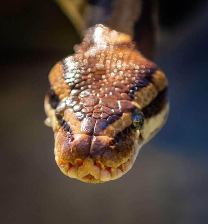 Cobra brasil