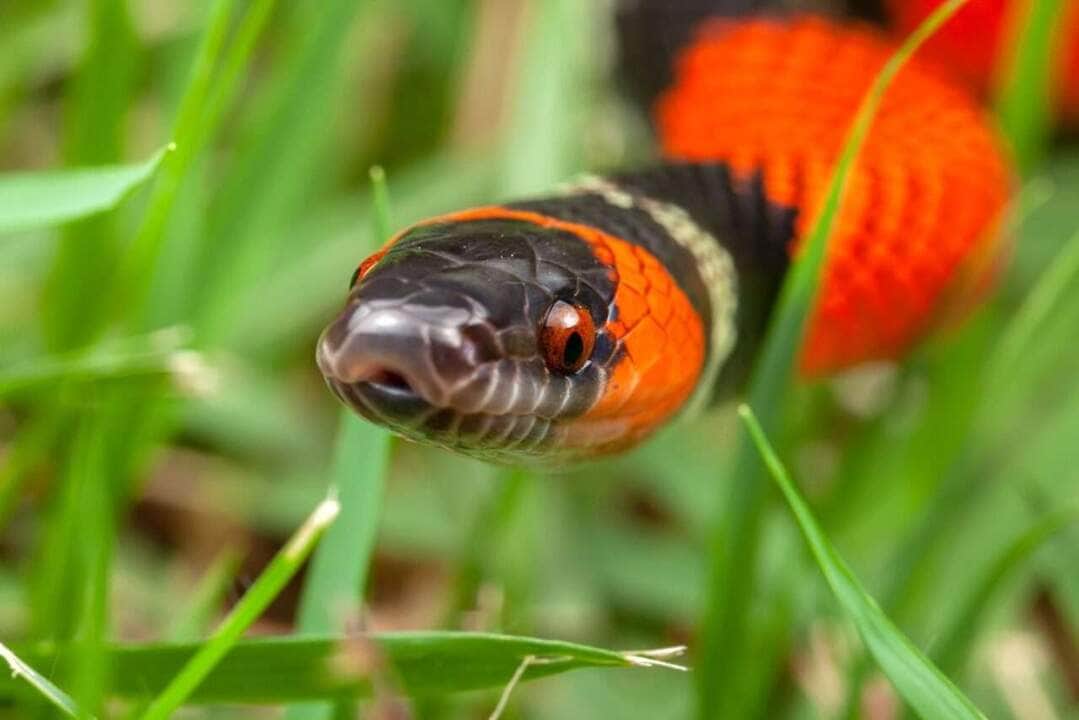 Cobra-coral devora serpente 83 False Coral Snake Oxyrhopus guibei - Fotos do Canva