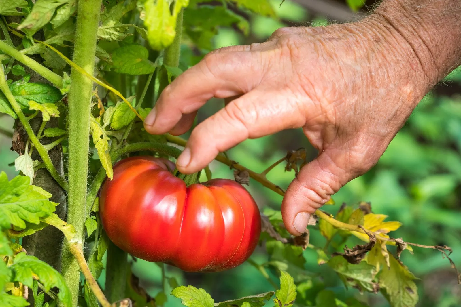 Hortas Comunitárias: Plantando sementes de uma vida mais verde e saudável 5 Hortas Comunitárias3