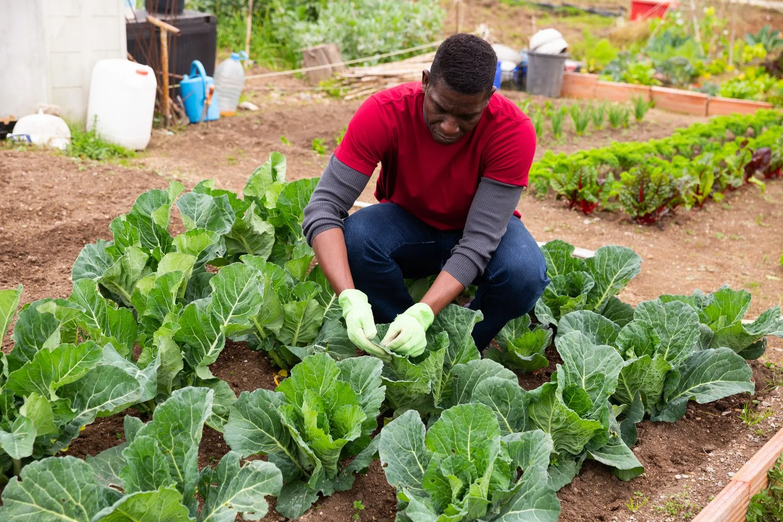 Hortas Comunitárias: Plantando sementes de uma vida mais verde e saudável 9 Hortas Comunitárias7
