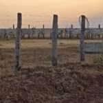 Indea e Gefron impedem entrada clandestina em Mato Grosso de gado vindo da Bolivia