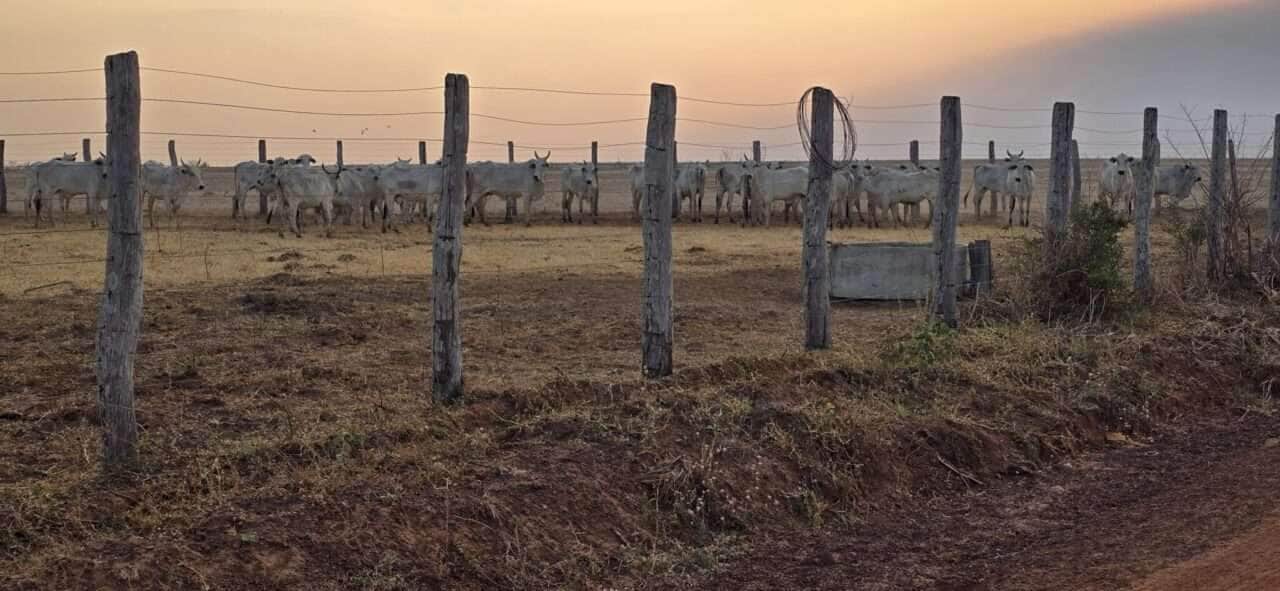 Indea e Gefron impedem entrada clandestina em Mato Grosso de gado vindo da Bolivia scaled