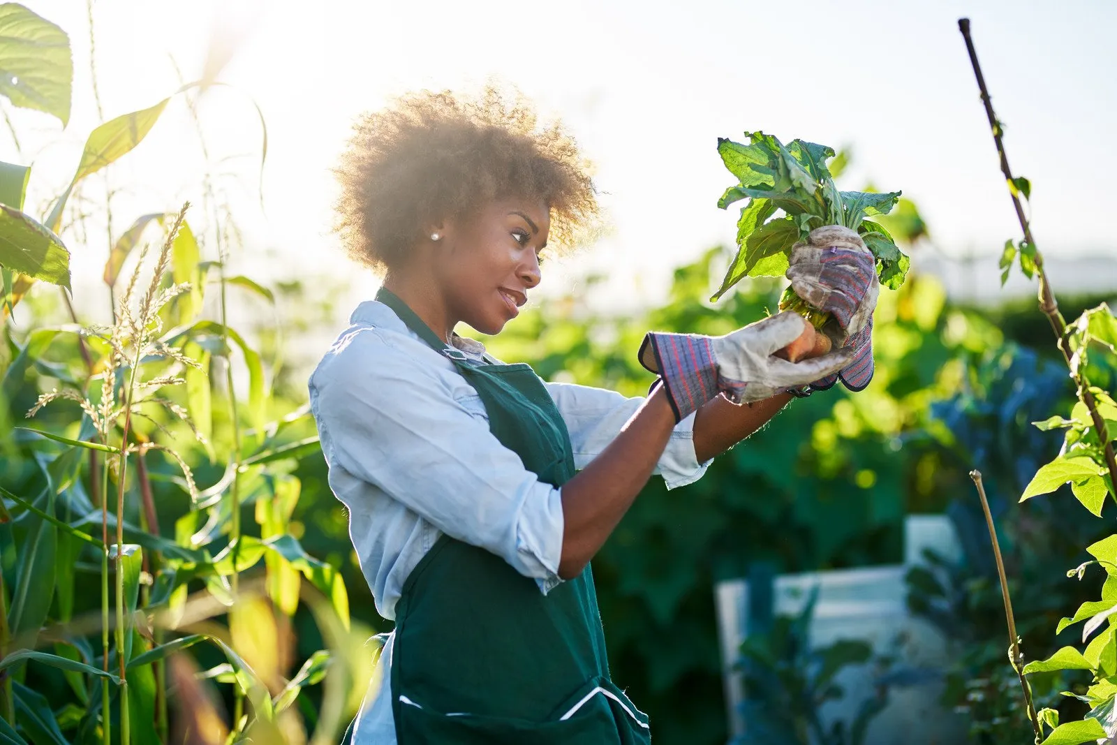 Hortas Comunitárias: Plantando sementes de uma vida mais verde e saudável 8 Jardineiro afro-americano olhando recém-colhidas no chão beterrabas douradas no jardim comunitário - Fotos do Canva1