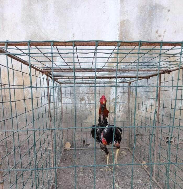 Polícia fecha criadouro clandestino de galos de rinha em Cuiabá e resgata 11 aves