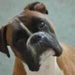 Segundo a 13ª Companhia Independente, a presença de animais de grande porte em vias públicas tem provocado acidentes e gerado preocupação entre os moradores.