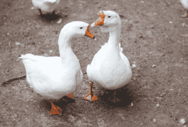 Abertura de mercado na Arábia Saudita para exportação de aves vivas