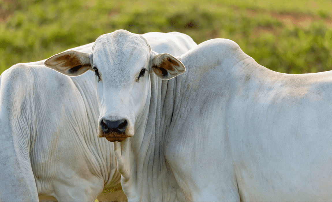 Abertura de mercado na Turquia para exportação de heparina bovina