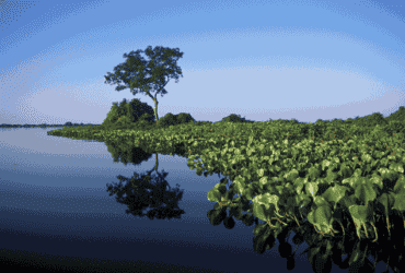 Mato Grosso lidera perda de superfície de água no Brasil, revela MapBiomas