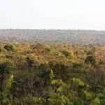 cerrado