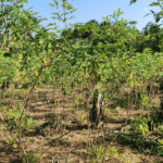 Praga quarentenária da mandioca é detectada pela primeira vez no Brasil no norte do estado do Amapá