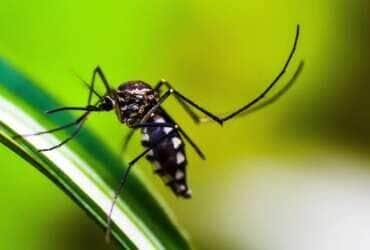 Mosquito da Dengue, Aedes Aegypti, picada, Malária. Foto: shammiknr/Pixabay