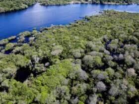 Desmatamento na Amazônia cai em junho, mas Mato Grosso acumula alta anual