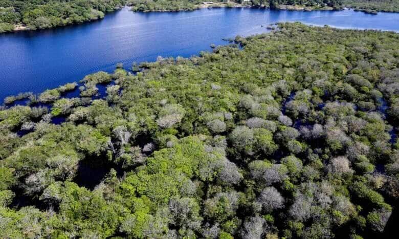 Desmatamento na Amazônia cai em junho, mas Mato Grosso acumula alta anual