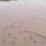 Pescadores tentam salvar peixes aprisionados em poças no Pantanal de Mato Grosso
