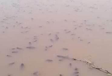 Pescadores tentam salvar peixes aprisionados em poças no Pantanal de Mato Grosso