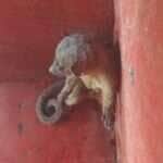 Jupará, o "macaco-da-noite", é resgatado e devolvido à natureza em Mato Grosso