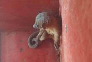 Jupará, o "macaco-da-noite", é resgatado e devolvido à natureza em Mato Grosso